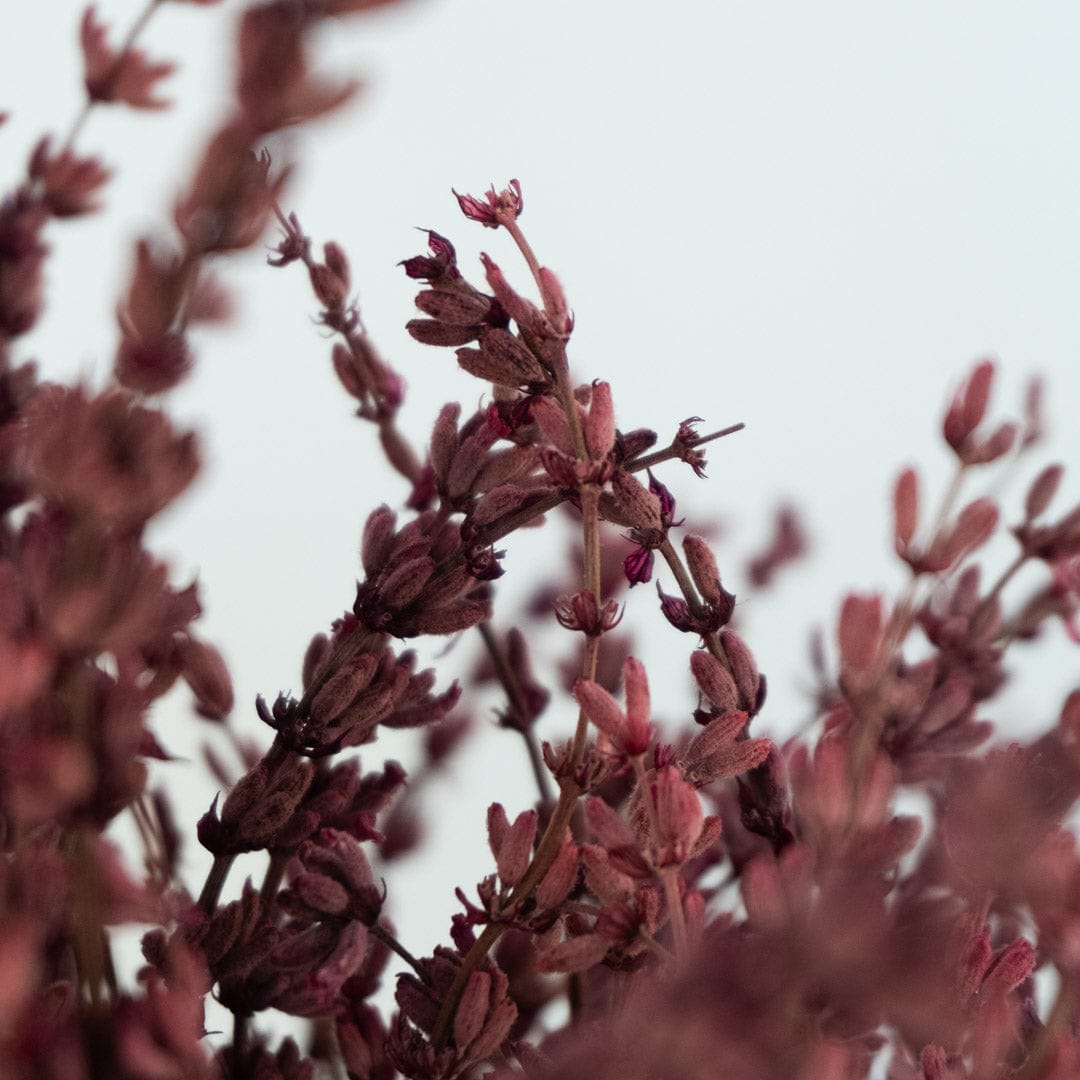 Ramo Lavanda Fucsia