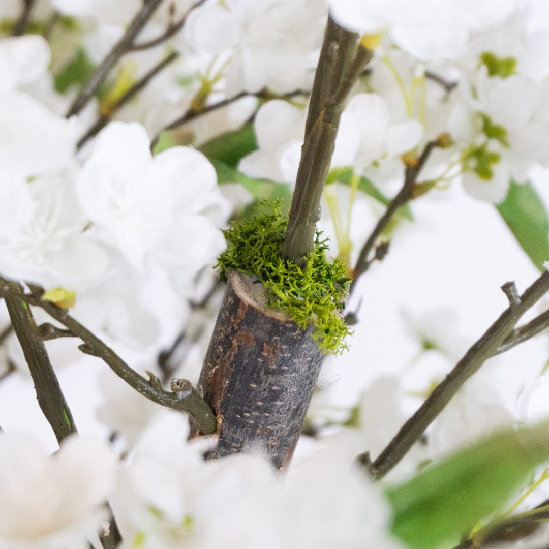 Almendro Silvestre