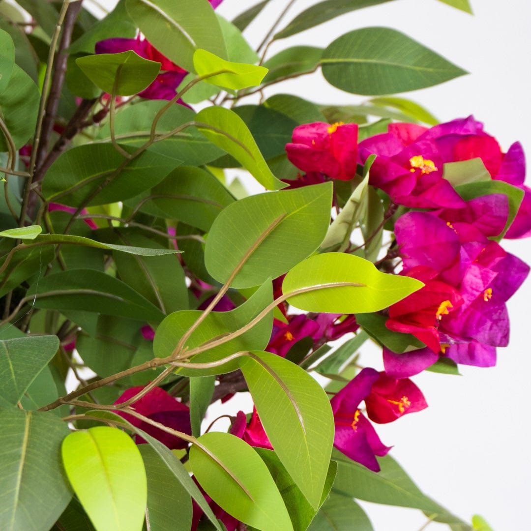 Ficus Buganvilla Silvestre