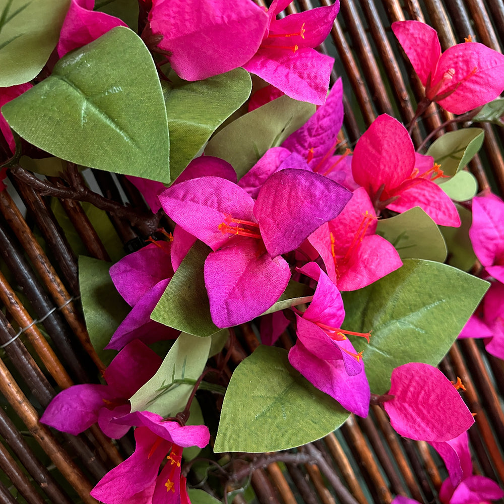Ocultación Mimbre Buganvilla Fucsia