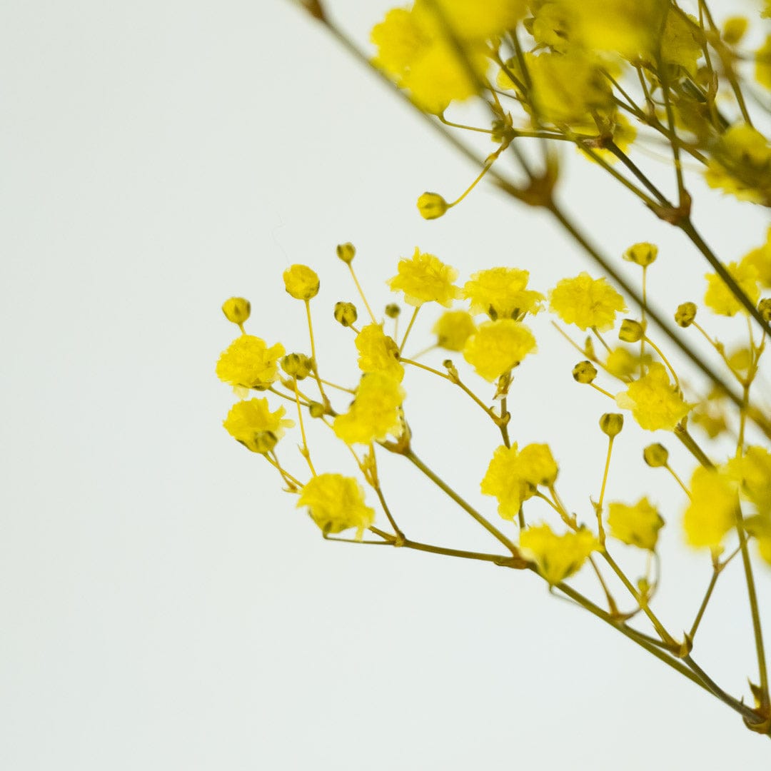 Ramo Gypso Amarillo