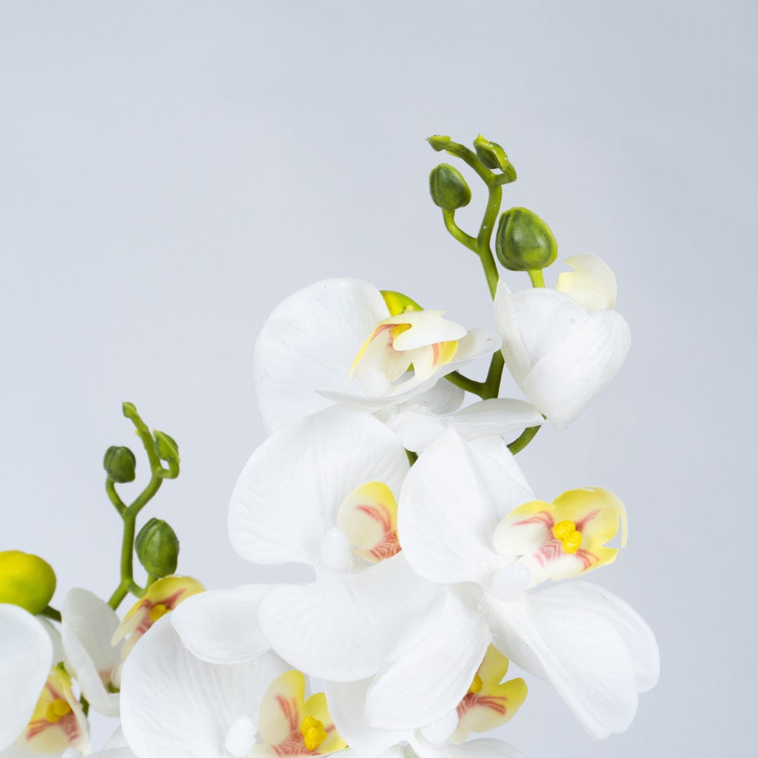 Orquídea Duo Blanca