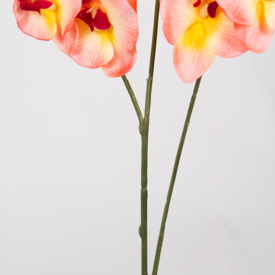 Orquídea Duo Salmón