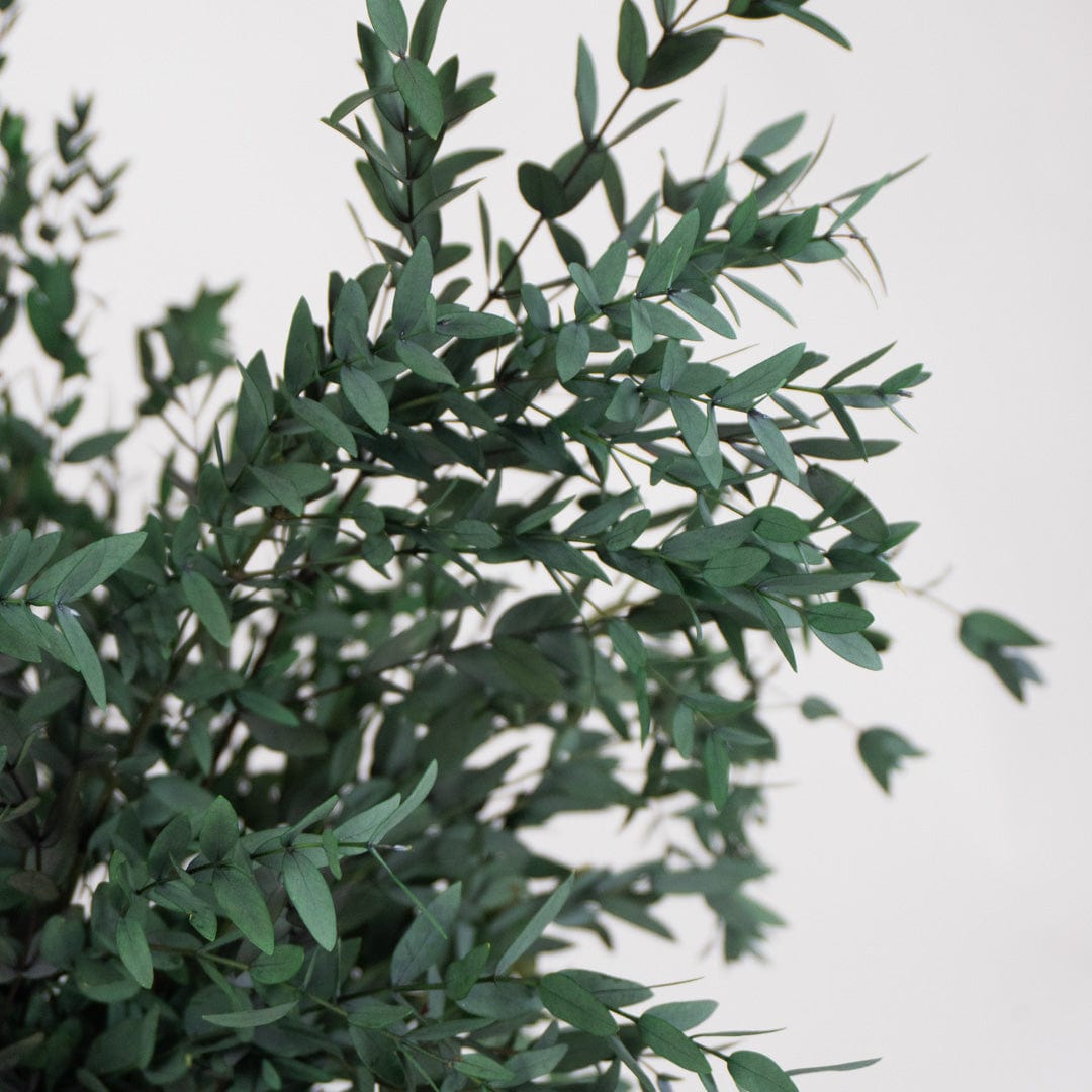 Ramo Parvifolia Verde