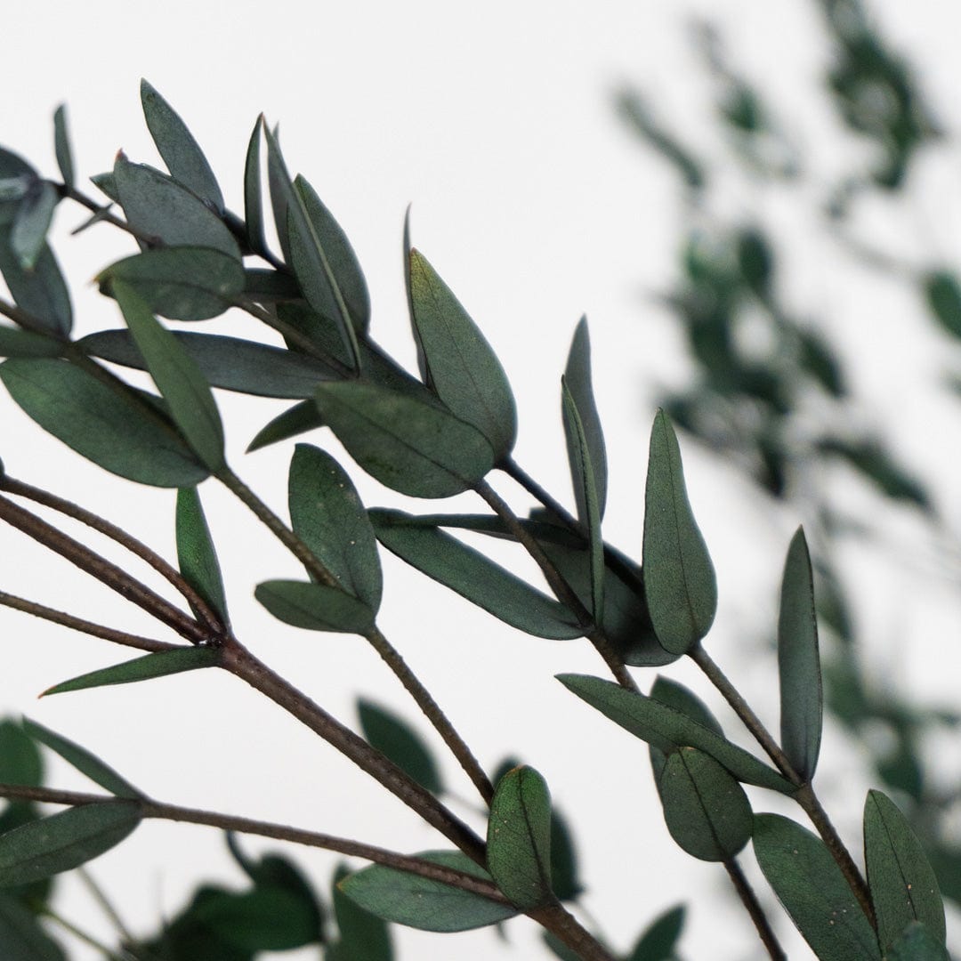 Ramo Parvifolia Verde