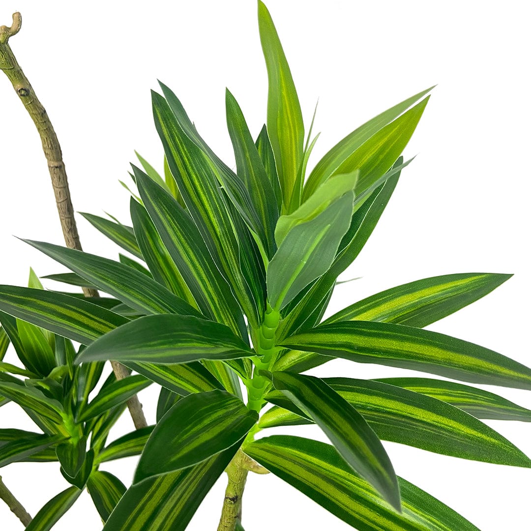 Dracena Reflexa Oscuro