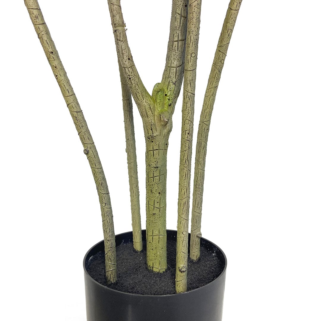 Dracena Reflexa Oscuro