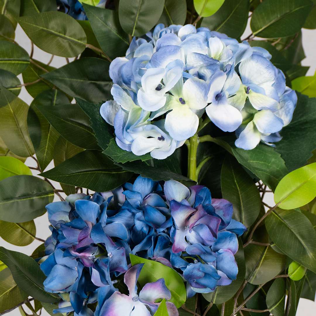 Ficus Hortensia Individual Flexible