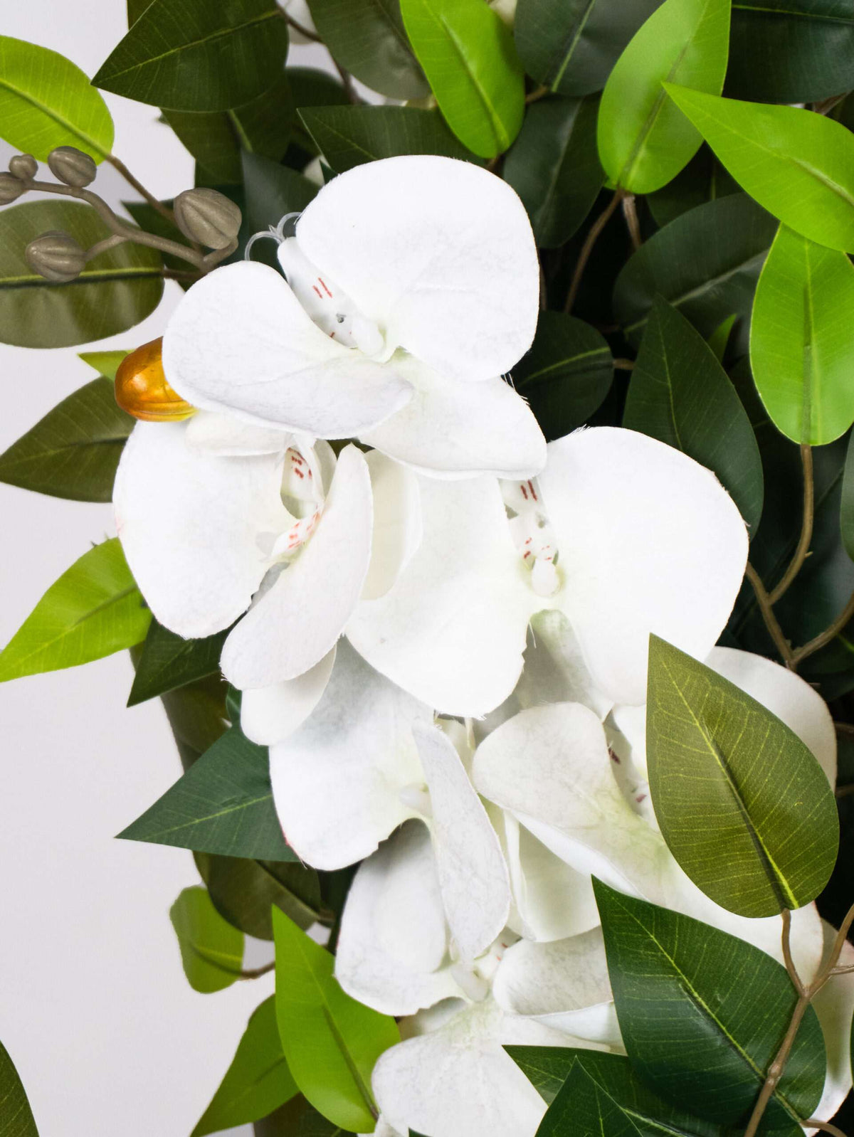 Orquídea Individual Con Maceta