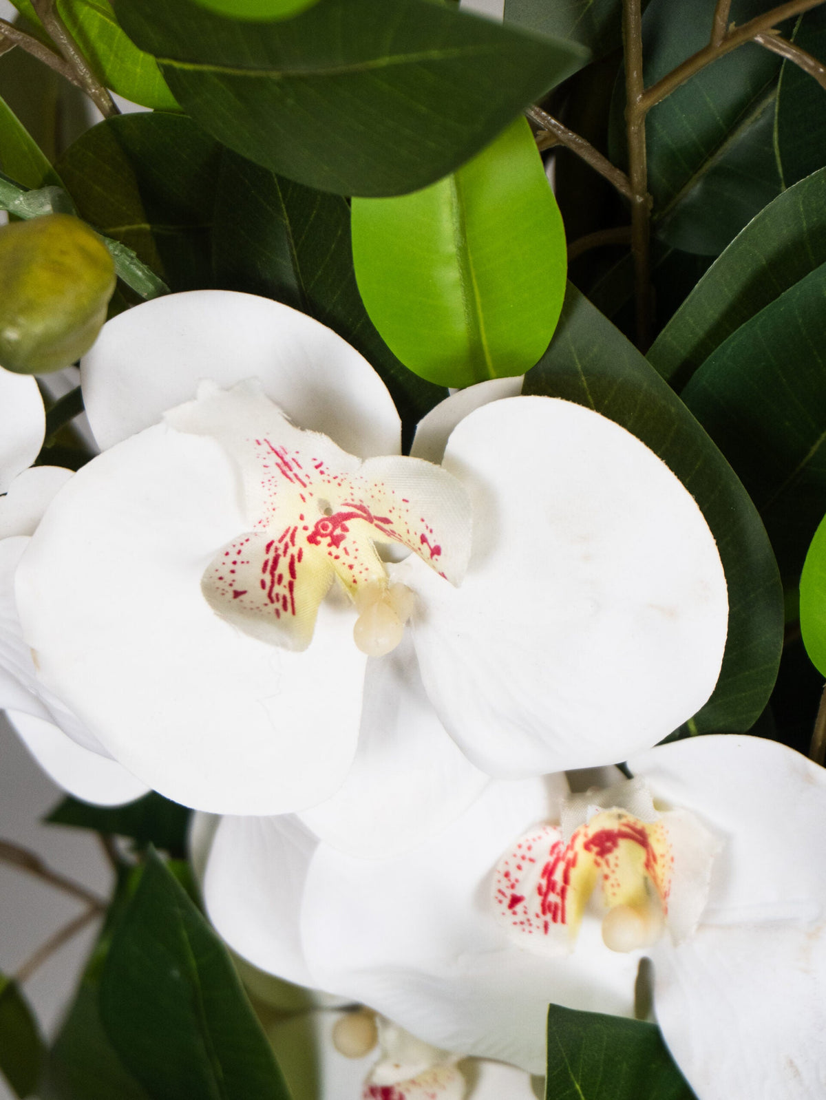 Orquídea Individual Con Maceta