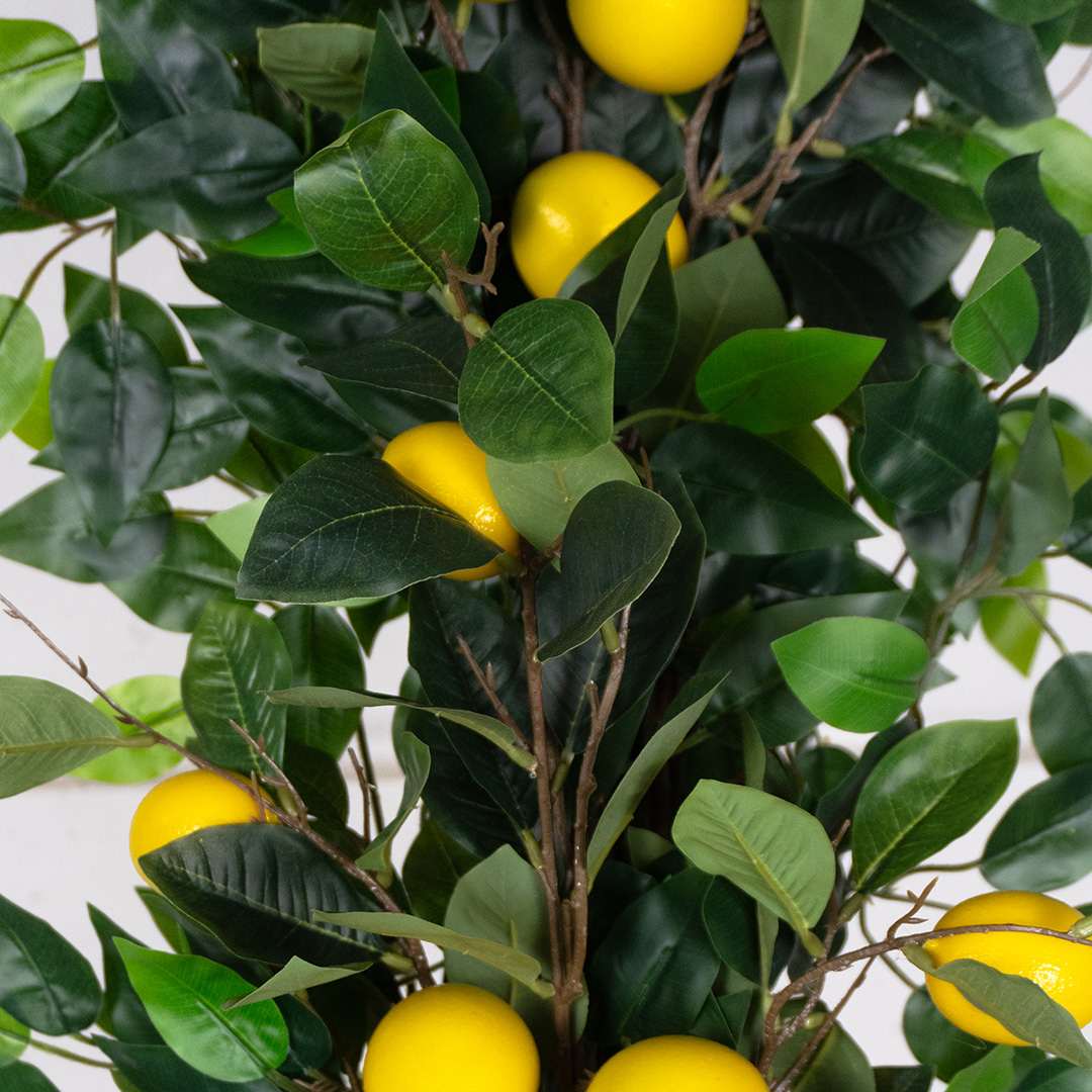 Enredadera Ficus Limonero Flexible