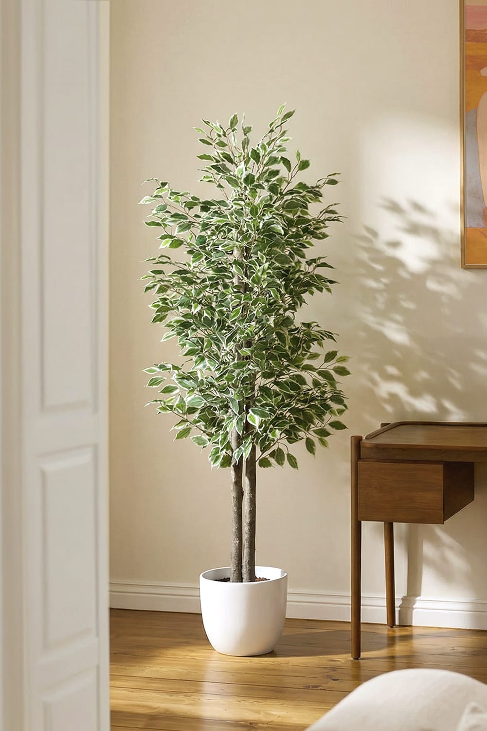 Ficus Bicolor