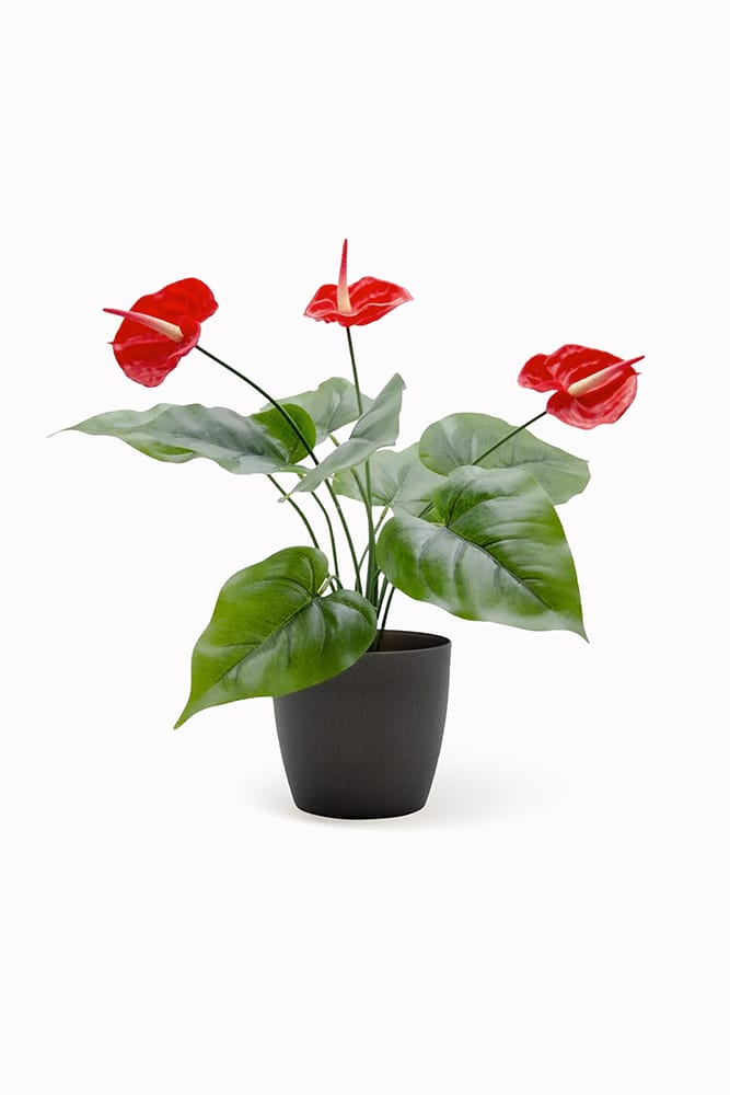Anthurium