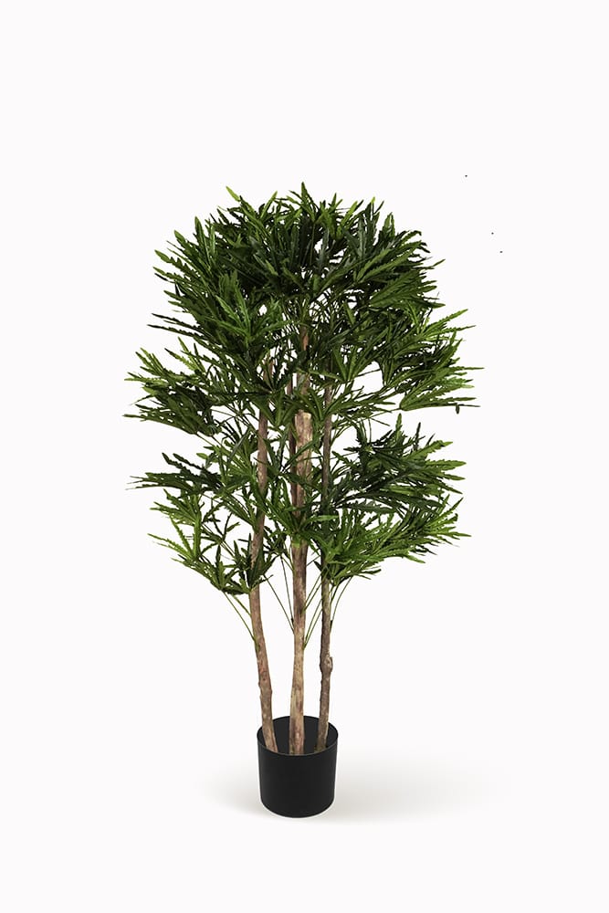 Árbol Aralia