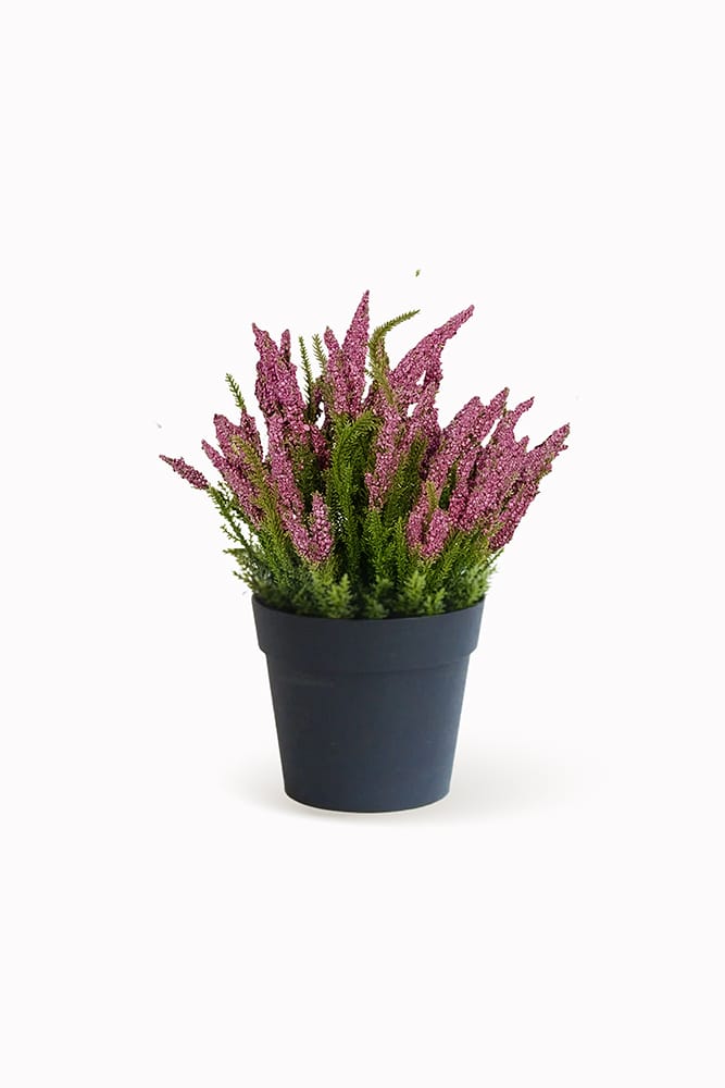 Erica