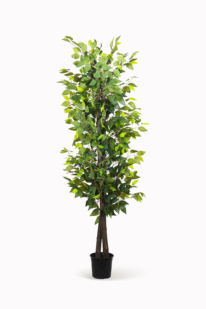 Ficus