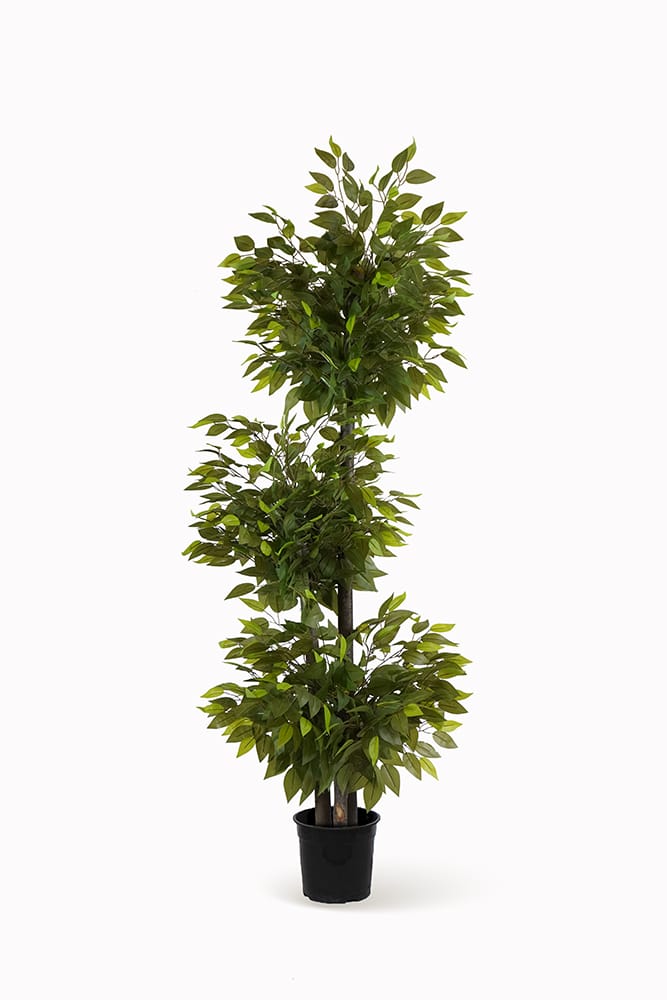 Ficus 3 copas