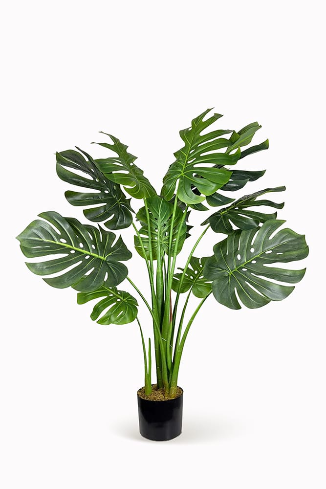 Monstera Exclusive