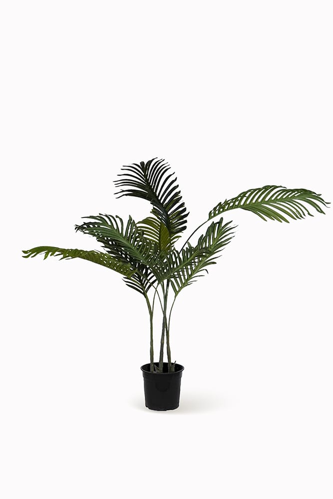 Palmera Klein