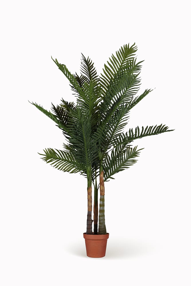 Palmera Tropical