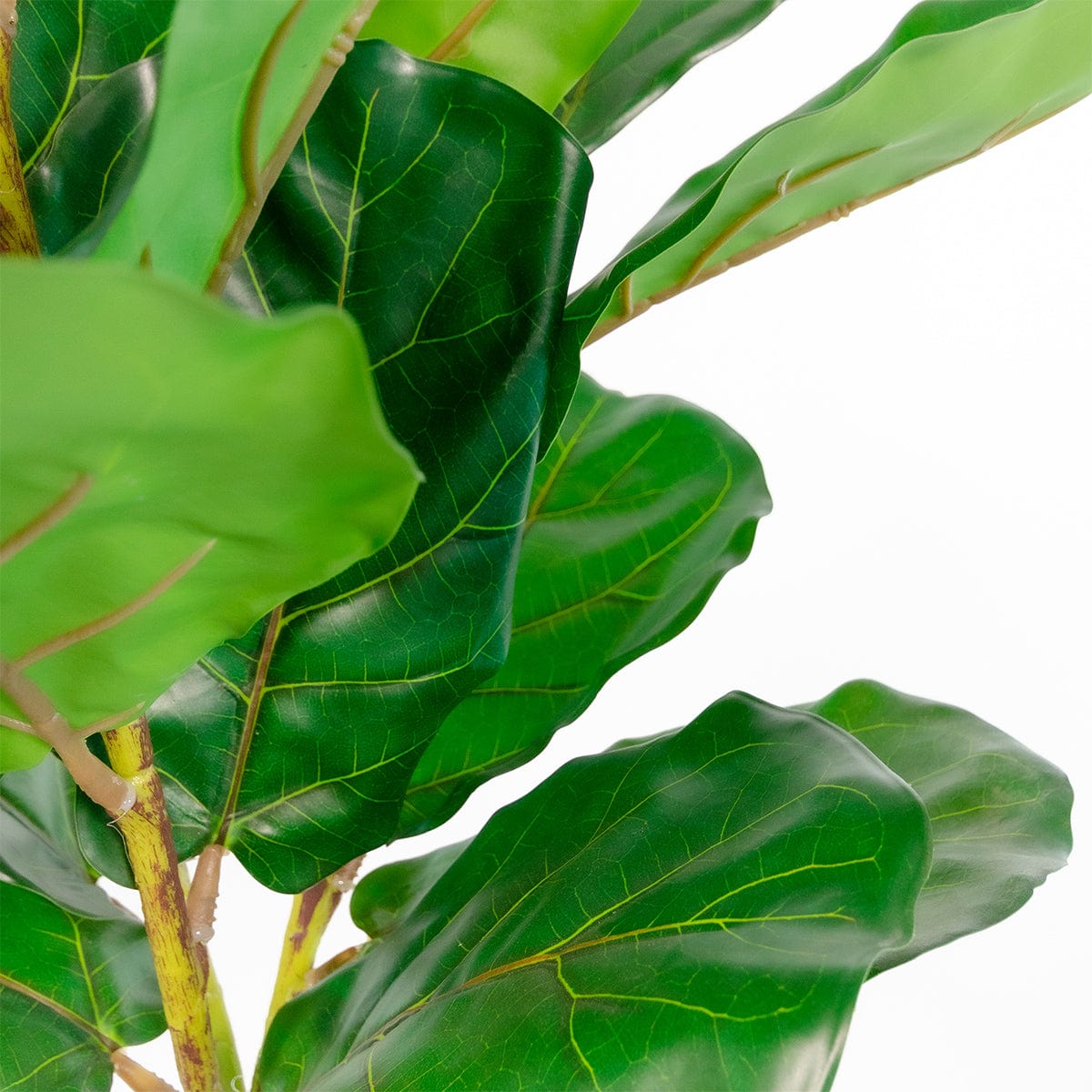 Ficus Lyrata