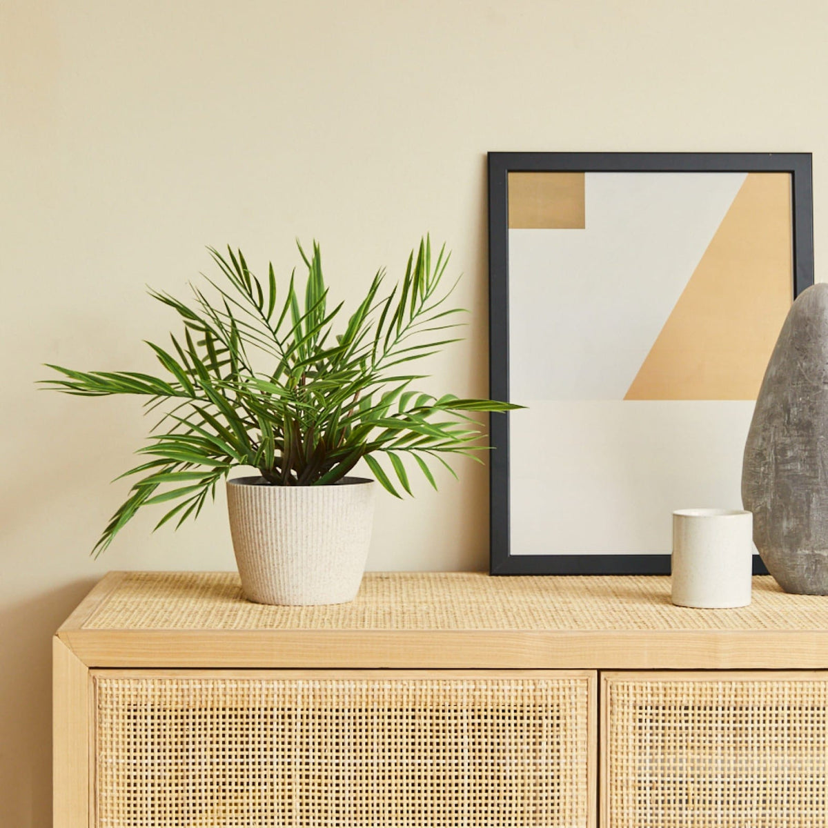 Palmera