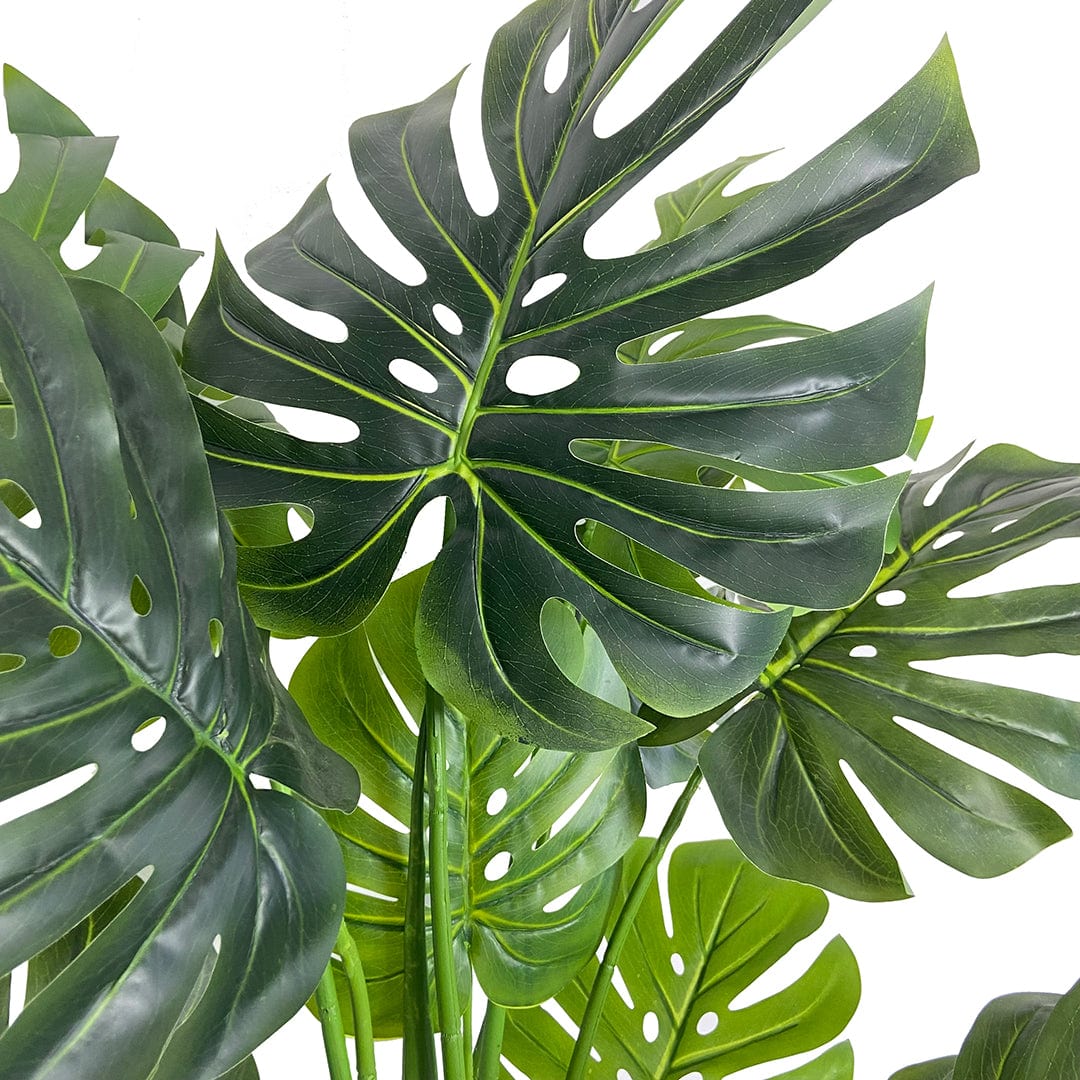 Monstera Exclusive
