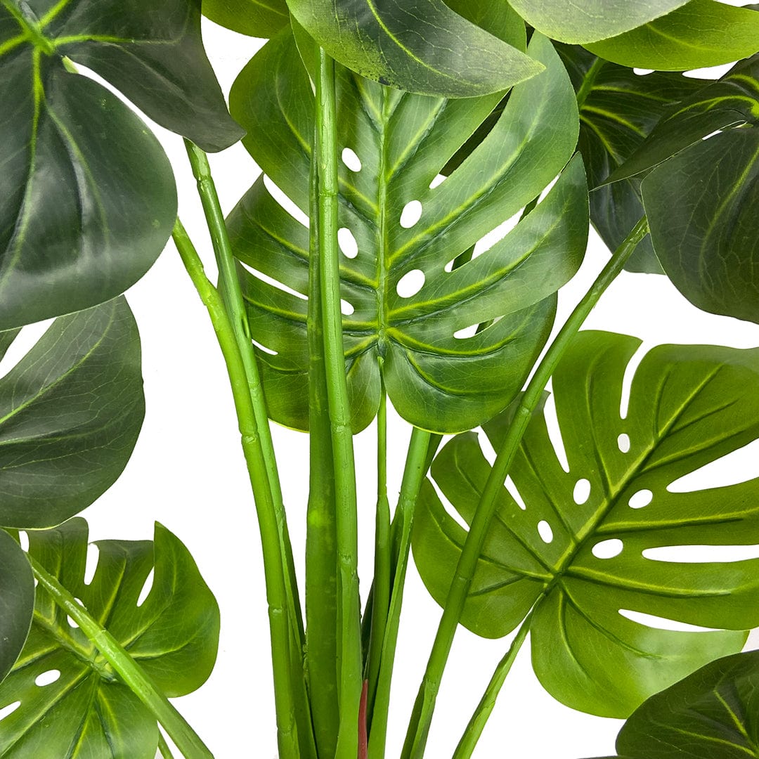 Monstera Exclusive
