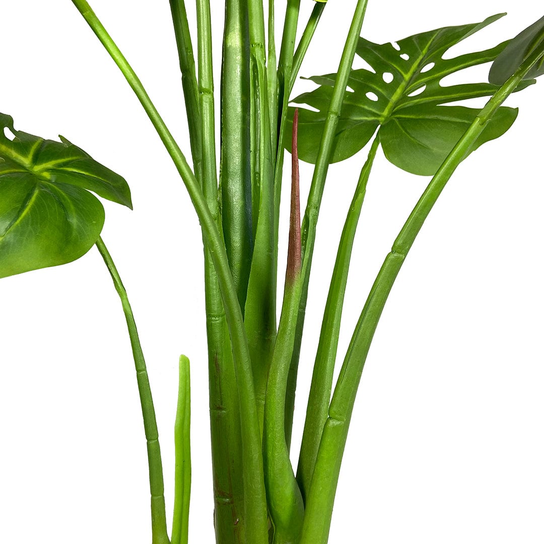 Monstera Exclusive