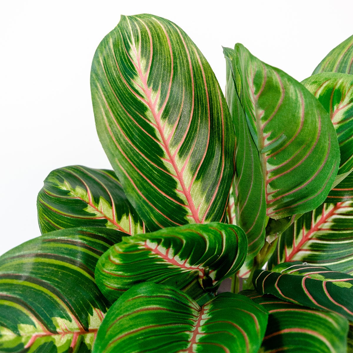 Maranta
