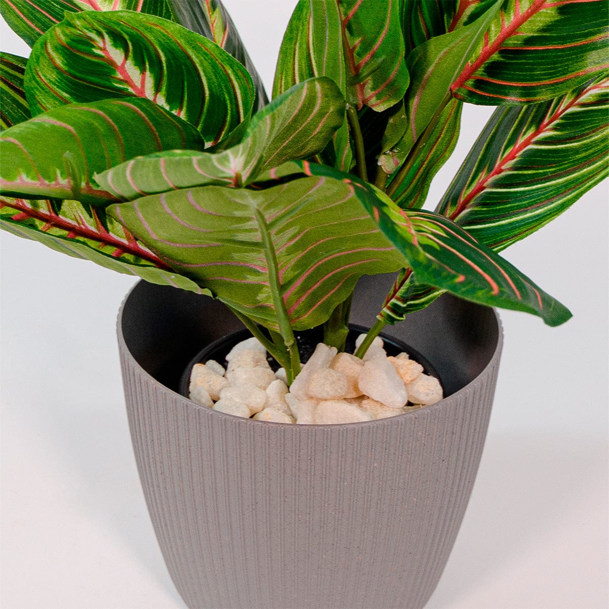 Maranta