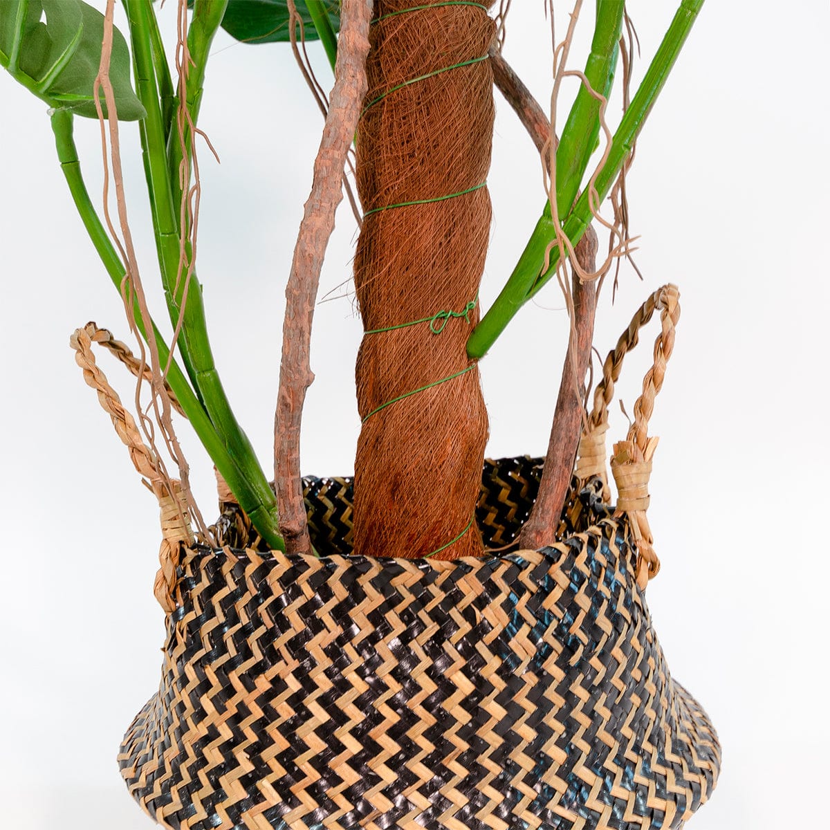 Monstera Tutor Exclusive