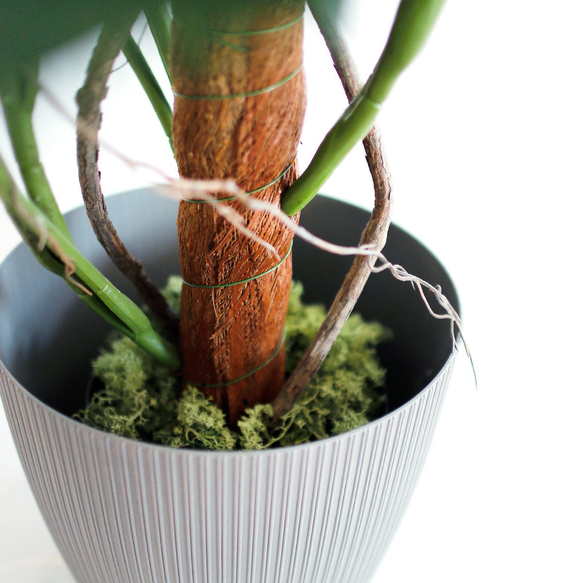 Monstera Tutor Exclusive
