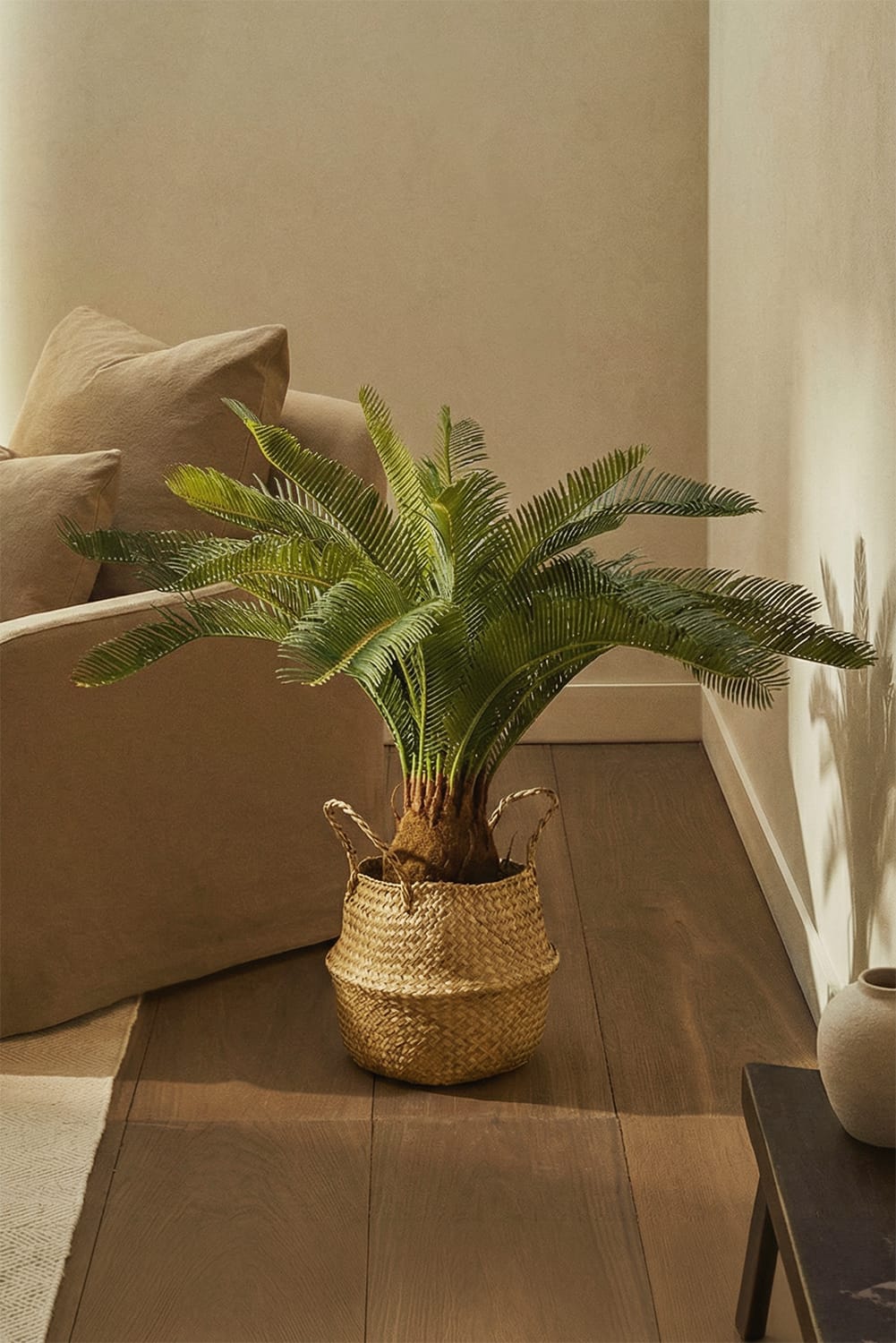 Palmera Cyca