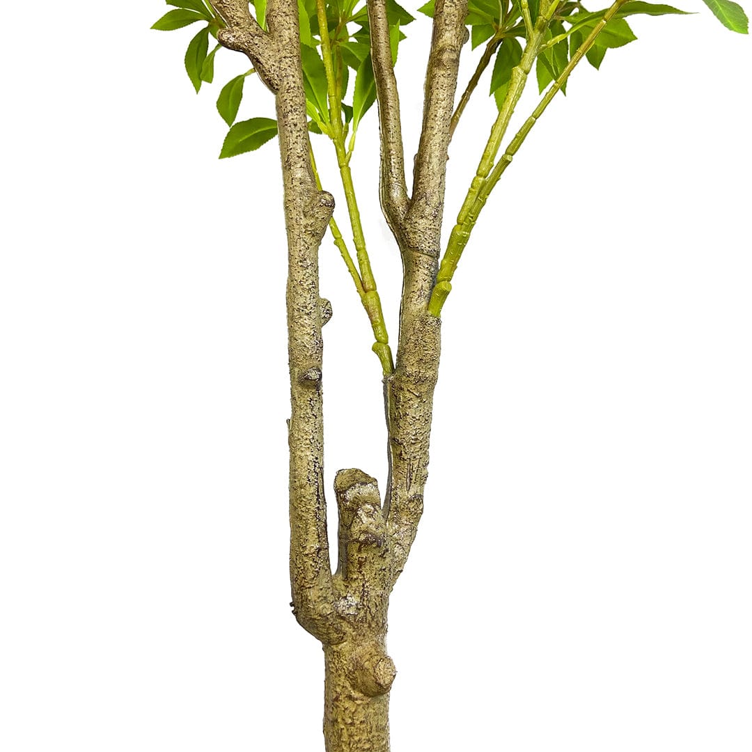 Lirio Japonés