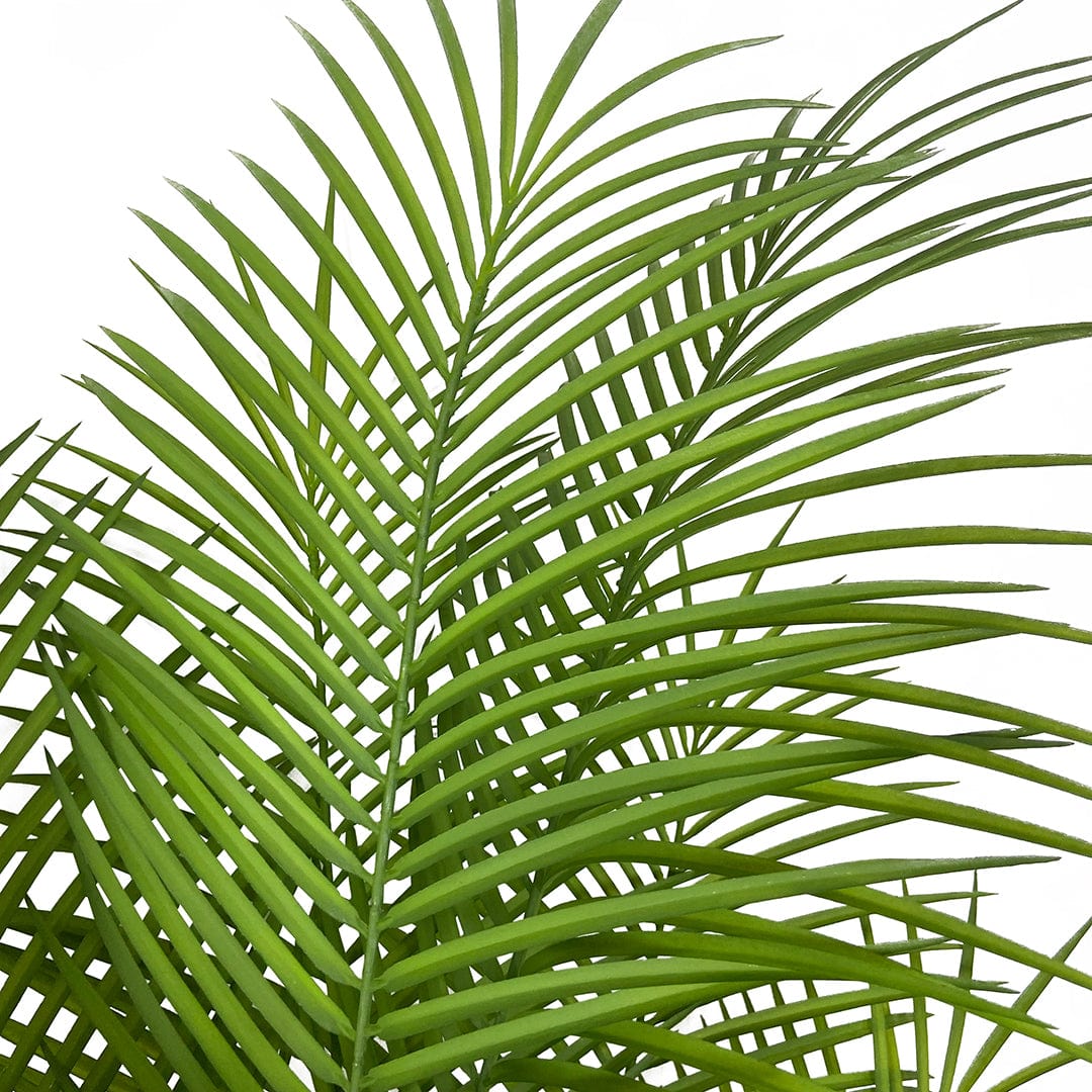 Palmera Mariposa