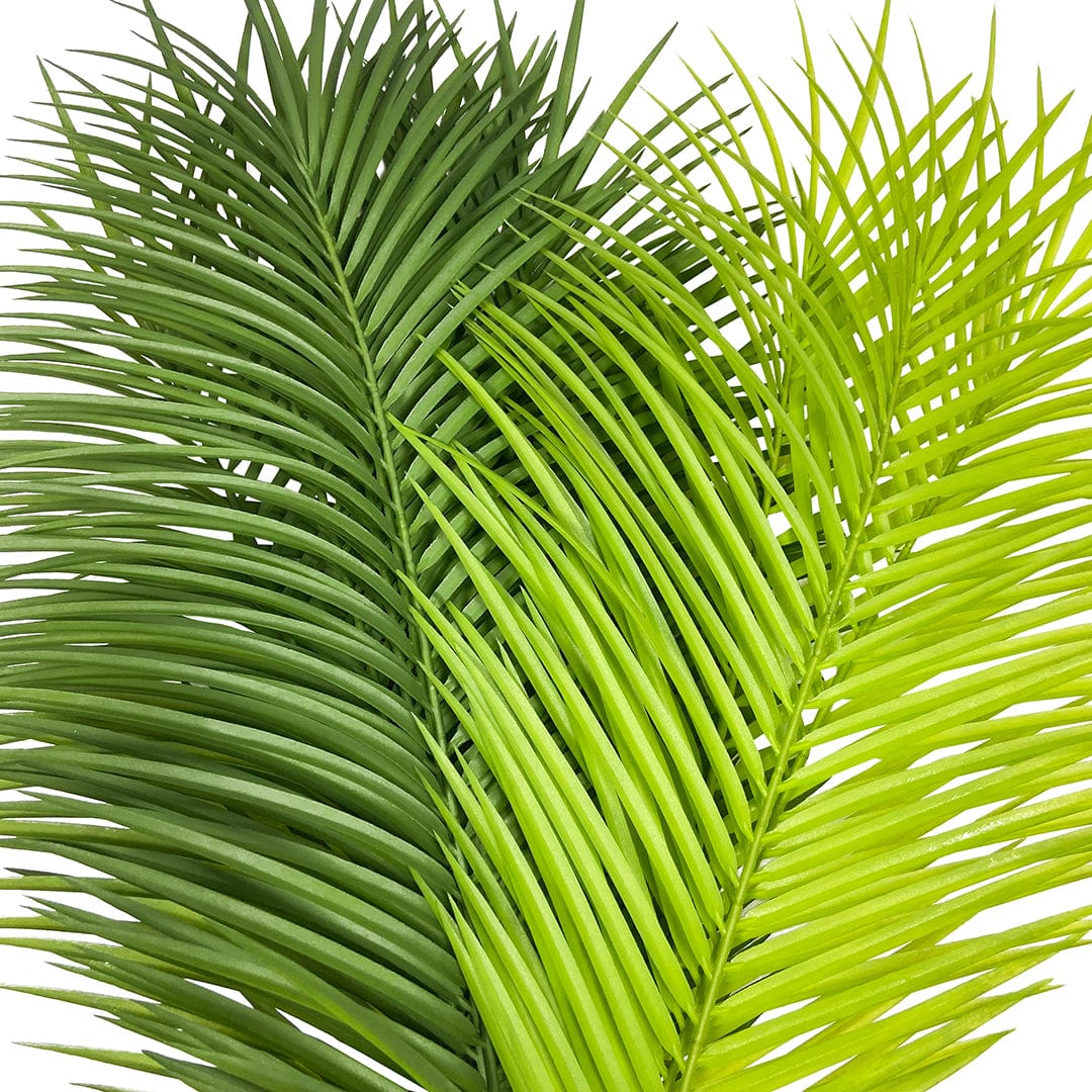 Palmera Mariposa