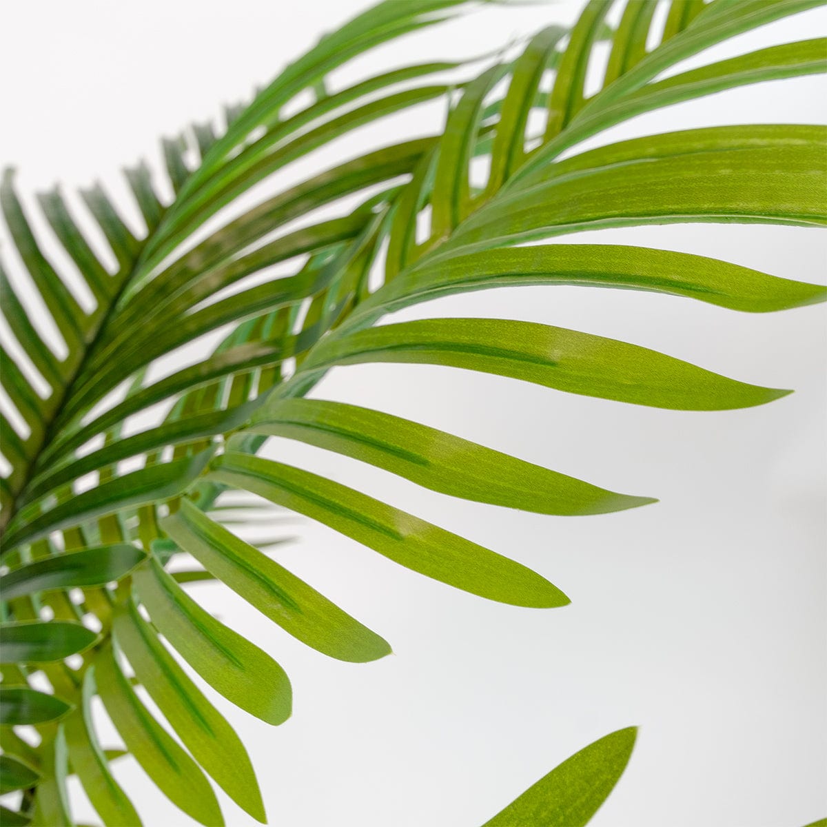 Palmera Areca