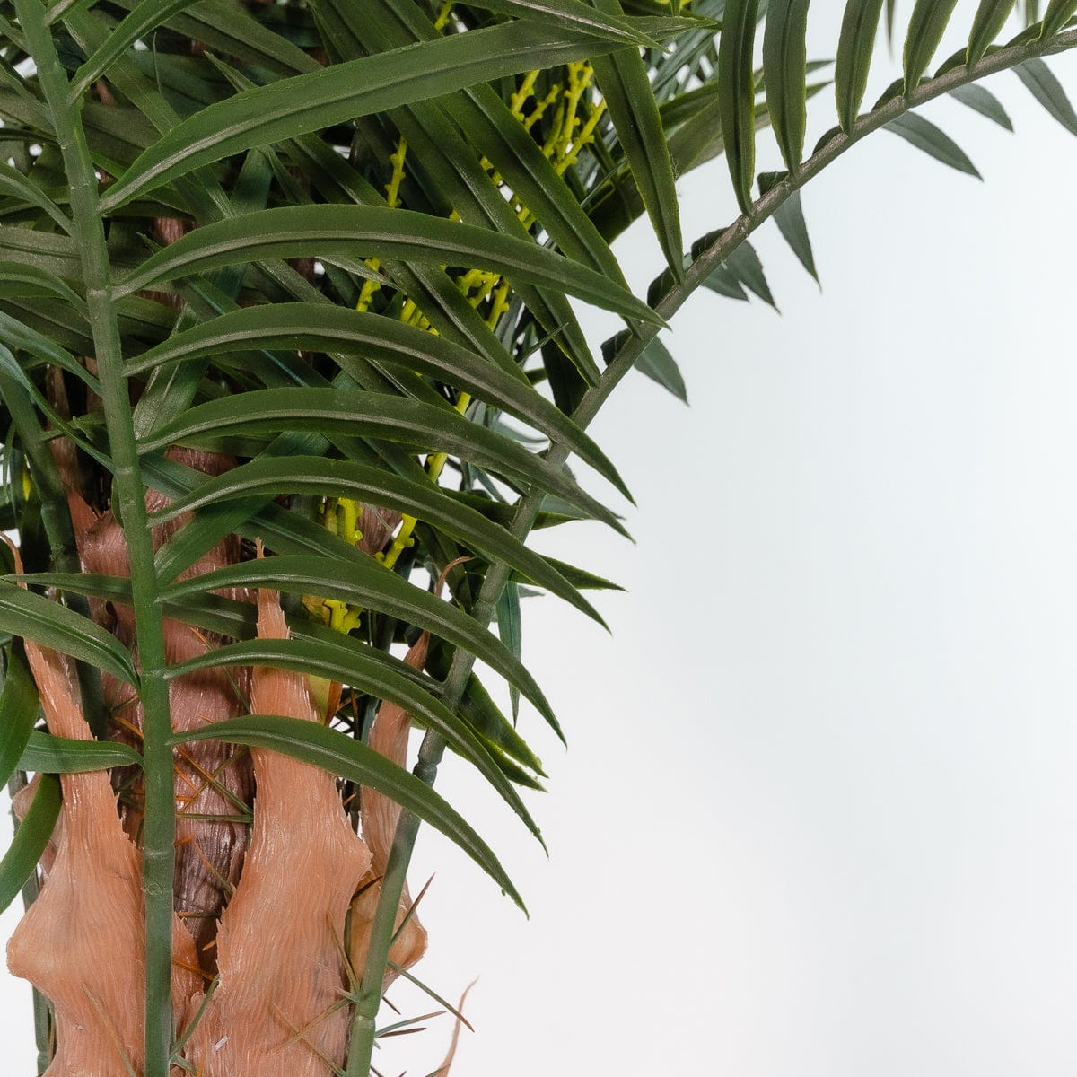 Palmera Phoenix