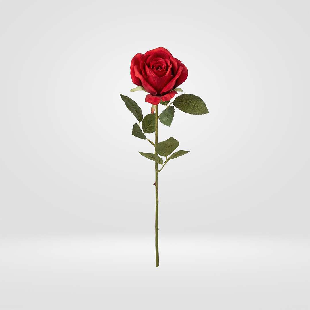 Rosa Sant Jordi Roja