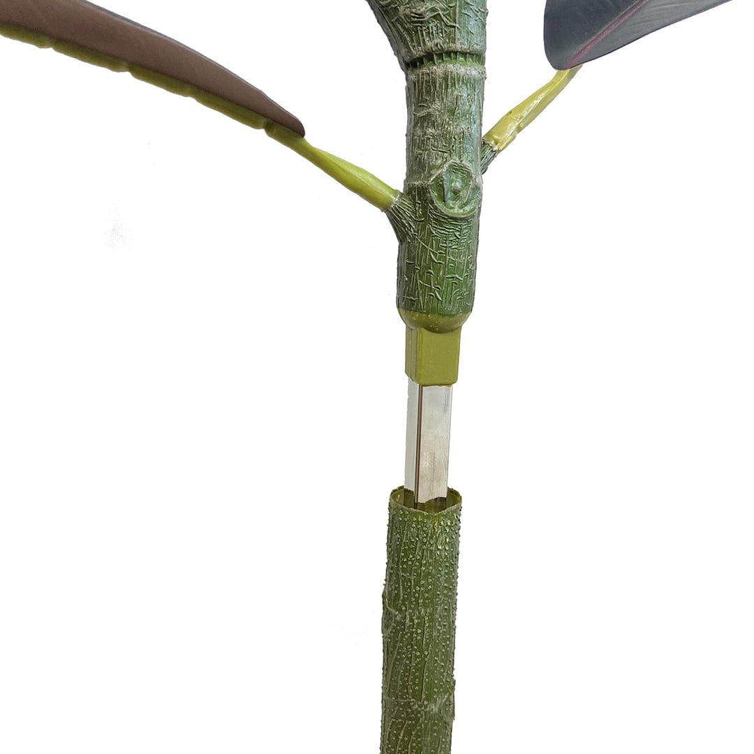 Ficus Lyrata Premium