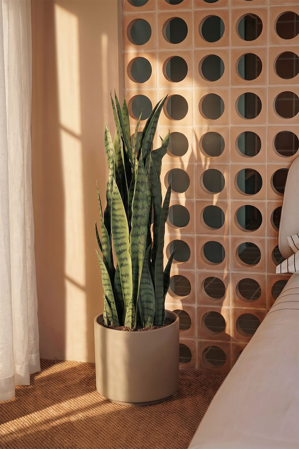 Sansevieria Verde