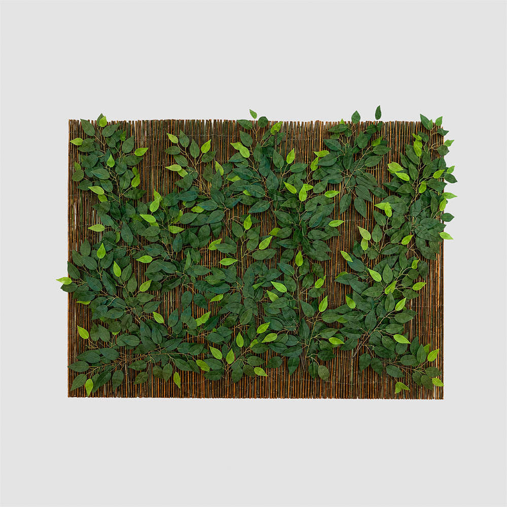 Ocultación Mimbre Ficus