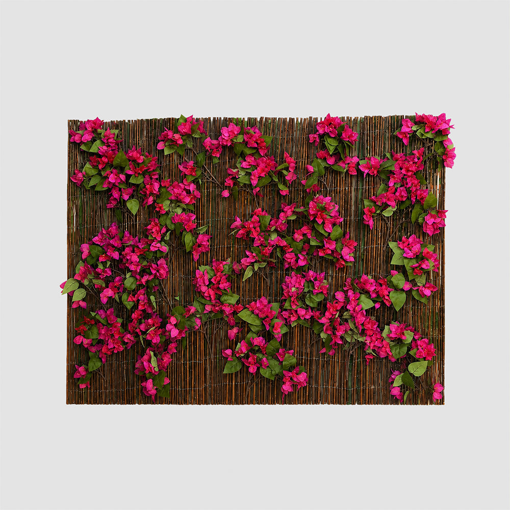 Ocultación Mimbre Buganvilla Fucsia