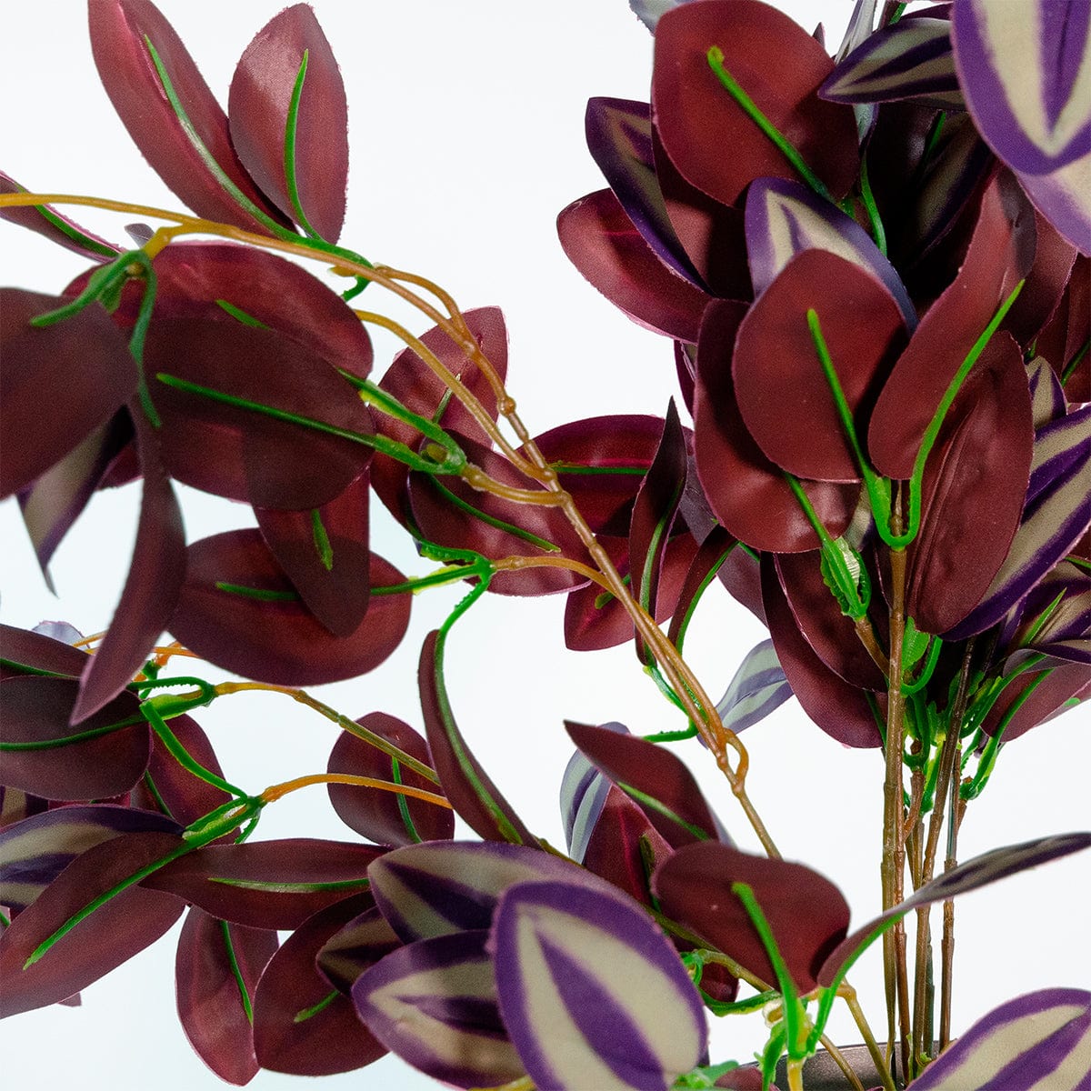 Tradescantia Colgante