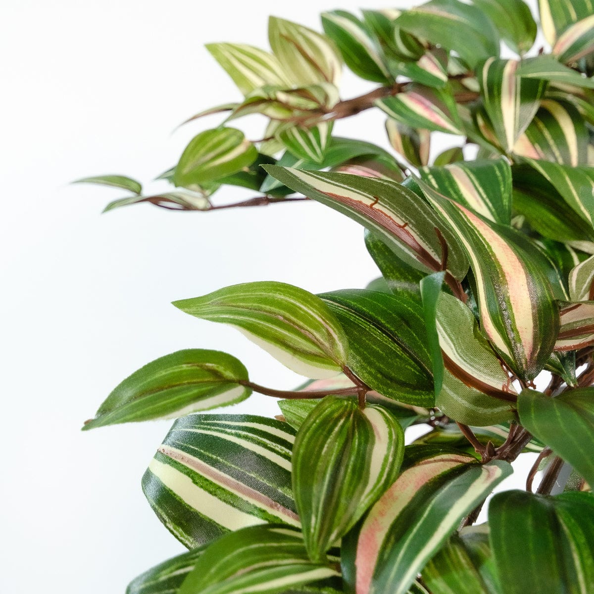 Tradescantia Colgante