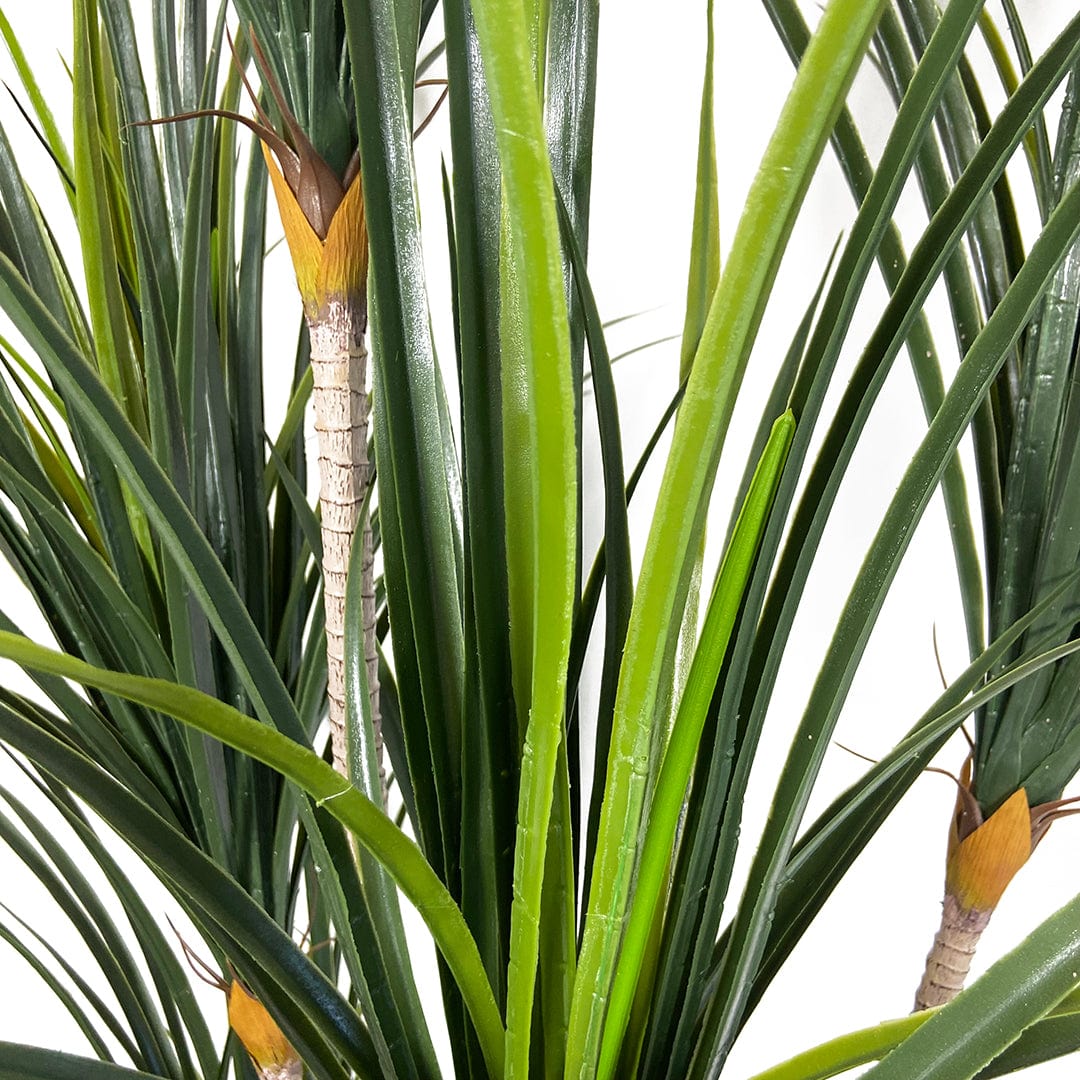 Yuca Japonesa