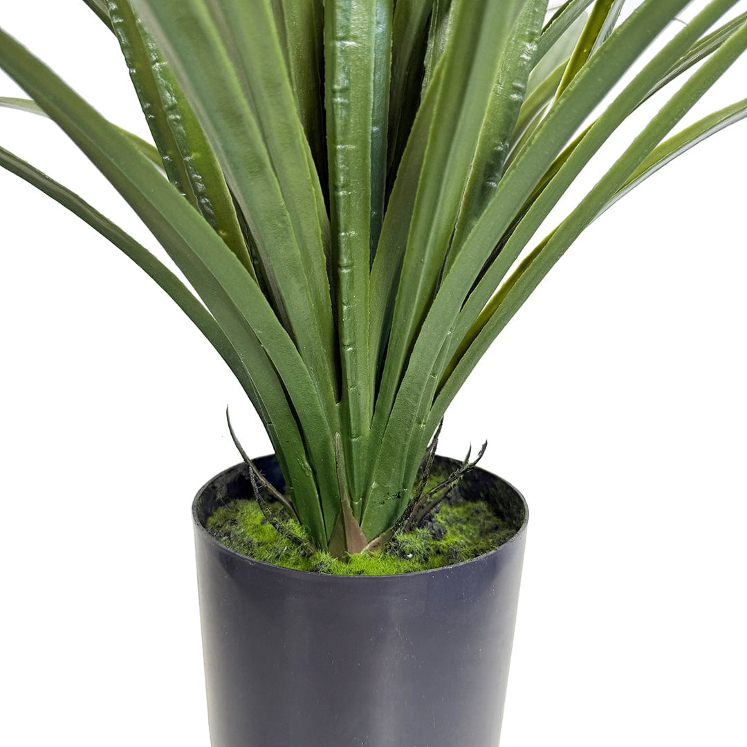 Yuca Grass